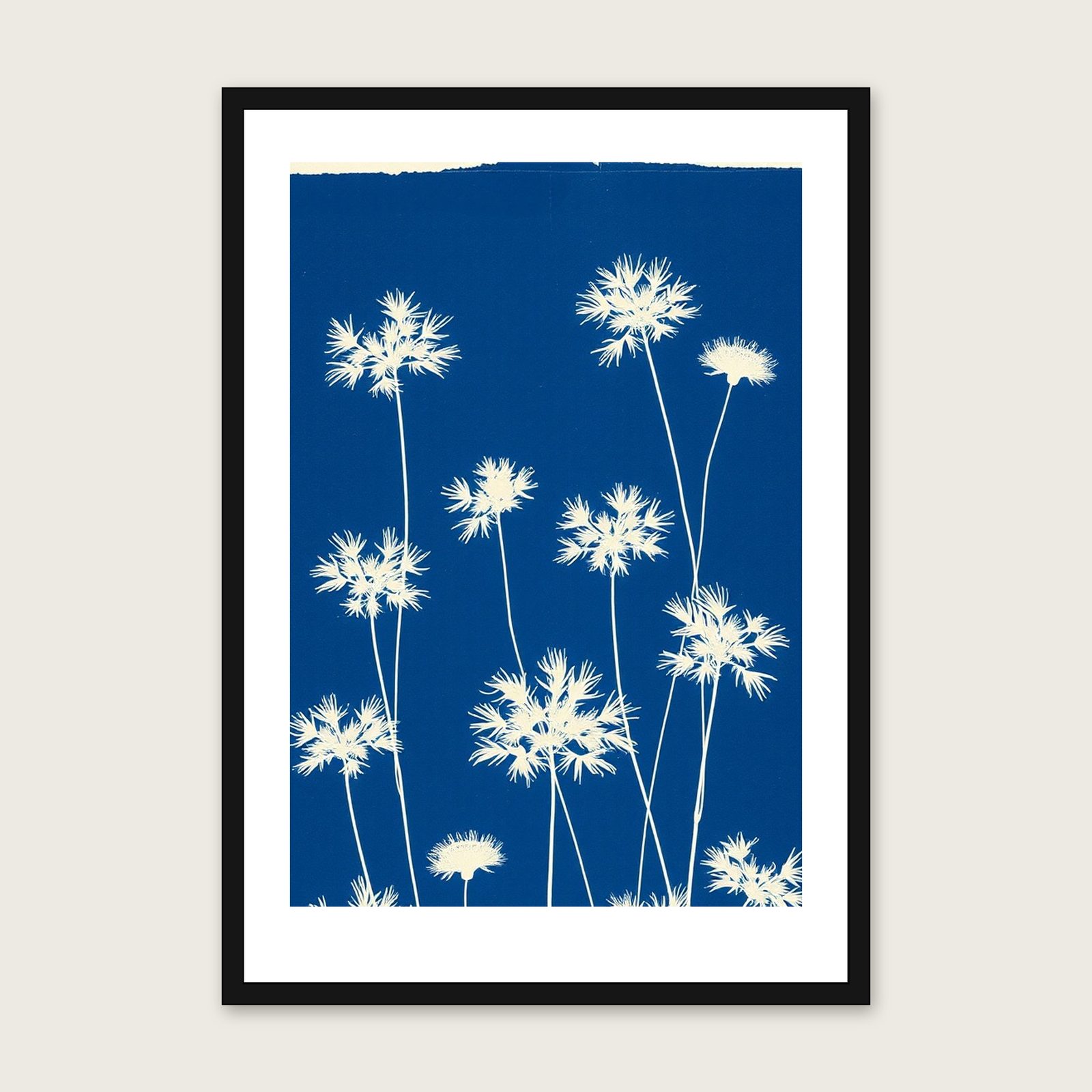 Tufted Vetch Botanical Wall Art - Framed Two Tone Cyanotype Print shown in a black frame