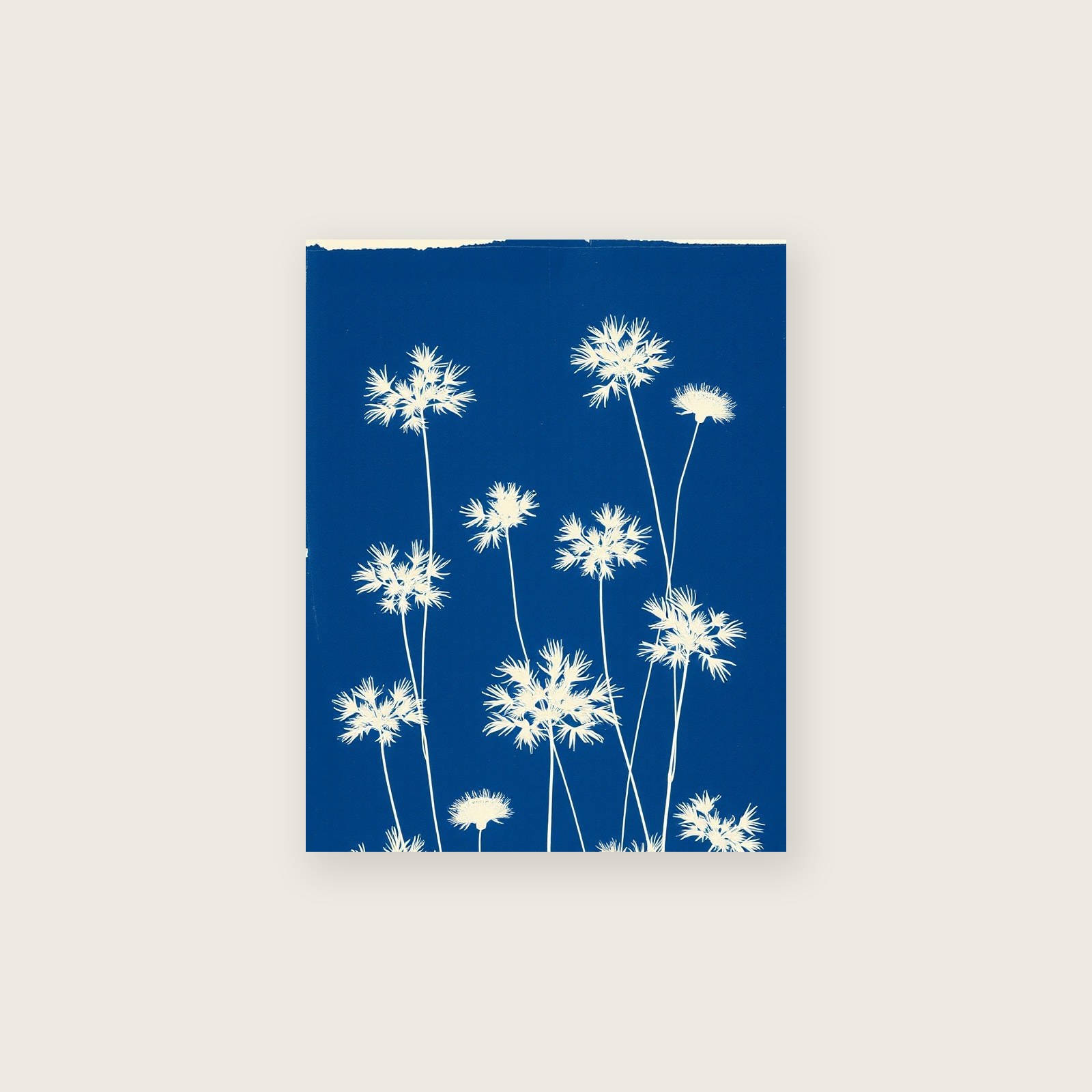 Tufted Vetch Botanical Wall Art - Framed Two Tone Cyanotype Print, unframed print